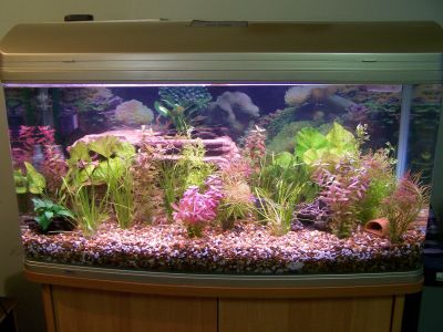 fishtanks004.jpg