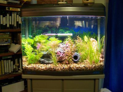 fishtanks005.jpg