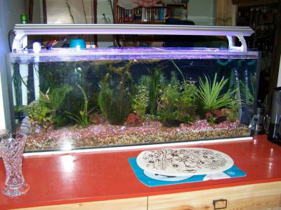 fishtanks006.jpg