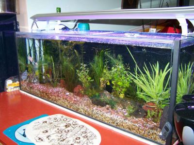 fishtanks007.jpg