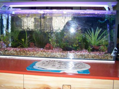 fishtanks008.jpg