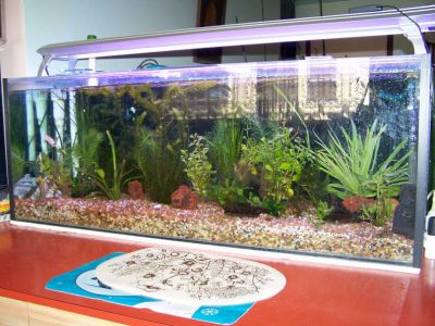 fishtanks009.jpg