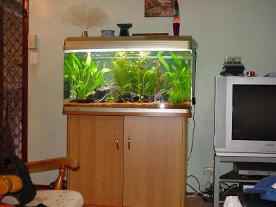fishtanks019.jpg