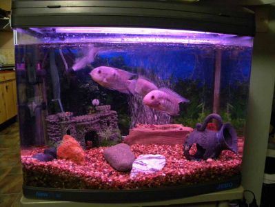 fishtanks021.jpg