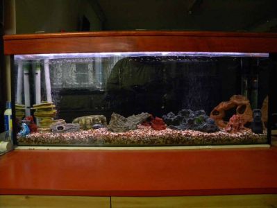 fishtanks024.jpg