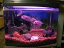 fishtanks021.jpg