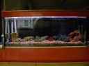 fishtanks024.jpg